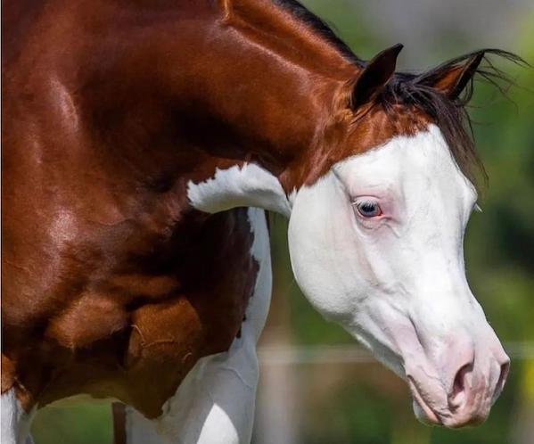 10 شرط بندی احمقانه در اسب سواری + عکس و نکات جالب